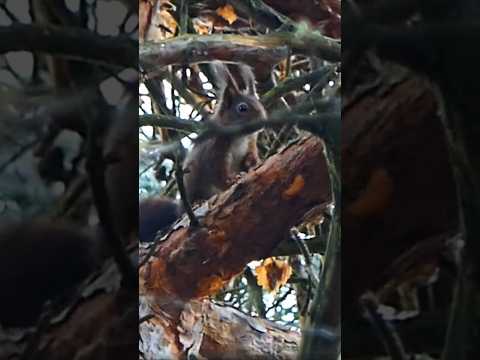 Eichkatzl #shortsvideo  #eichhörnchen #squirrel #sciurus #wildlife #nature ##birdsounds #naturdoku