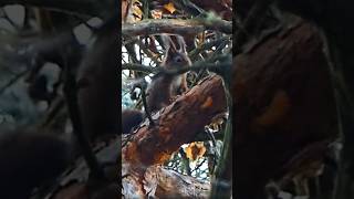 Eichkatzl #shortsvideo  #eichhörnchen #squirrel #sciurus #wildlife #nature ##birdsounds #naturdoku