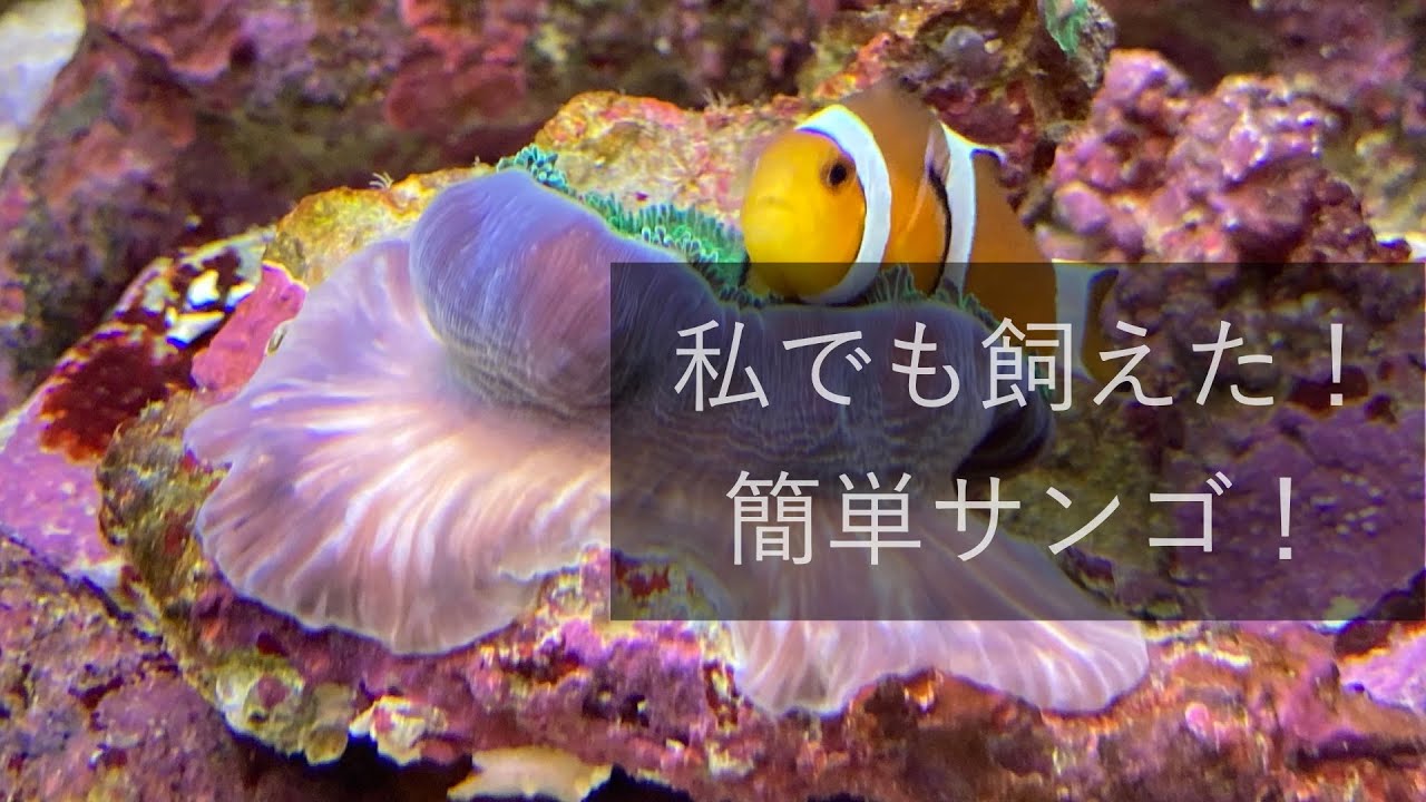 初級サンゴ！ディスクコーラルの育て方！No.006 - YouTube