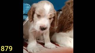 Home Breed Cute Pug Cocker Spaniel At Kolkata Mob 86977 21879 by SwaRun Together 522 views 1 year ago 3 minutes, 41 seconds