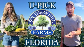 Blueberry & Vegetable Gardens in Florida | Our Tour of Southern Hill Farms in Clermont, Florida