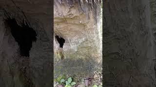 Были В Лесу