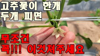 고추꽃이 피기시작할때 무조건 꼭쳐주세요 #TSWV #칼라병예방방법 #토마토반점위조바이러스예방법 #고추농사