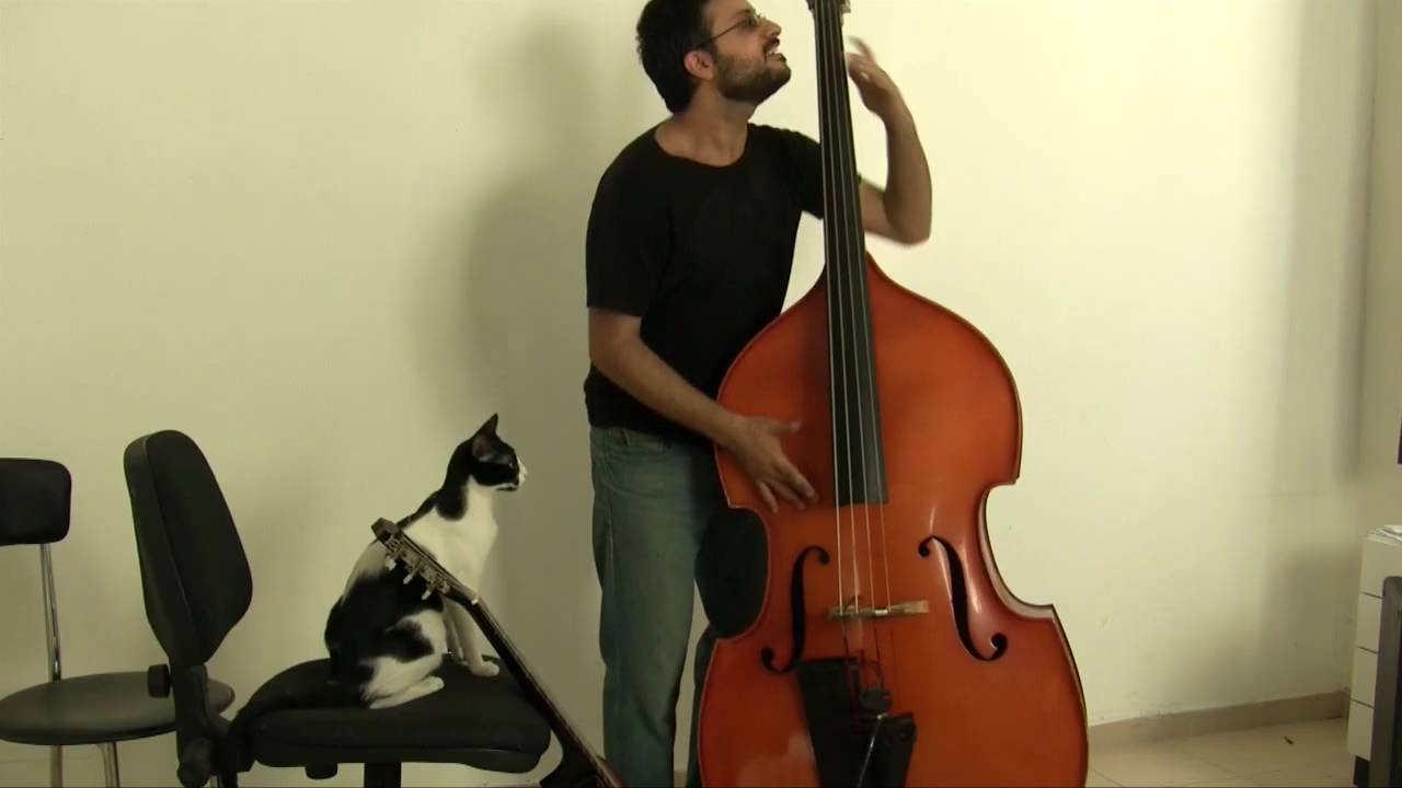 My Cat Tries To Play The Double Bass picture