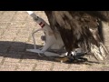 Eagles vs Drones