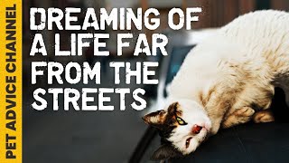 How to show love to stray cats & make their lives better by Pet Advice Channel 191 views 1 year ago 5 minutes, 31 seconds