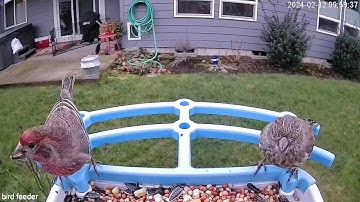 Smart Bird Feeder with Camera, solar powered