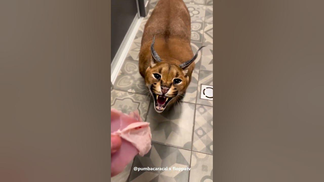 Caracal Pumba is Simply Majestic : Floppa #shorts - YouTube