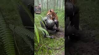 He Is Insane Man Vs 300Kg Monster Tiger