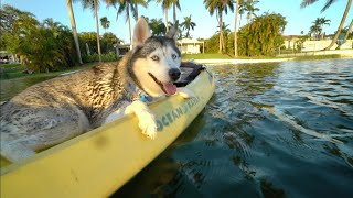 Husky Has The Best Time Of His Life Kayaking In The Water!