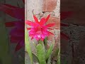 cactus orquídea rojo