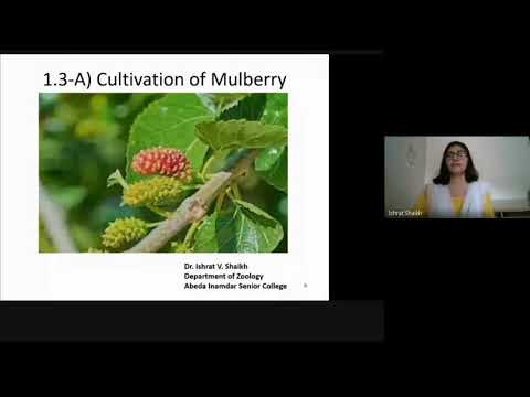 Varieties of Mulberry Cultivated In India