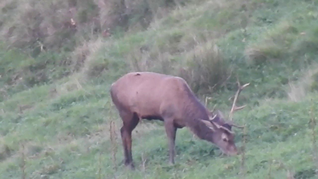 deer hunting nz 2018 YouTube