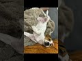 DaisyJackRussell Лежу, думаю о важном 😂#популярное #песпатрон #дом #україна #джекрасселтерьер