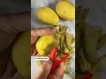 DONT EAT GREEN POTATO #shorts