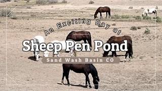 An exciting wild horse day at Sheep Pen Pond... Sand Wash Basin