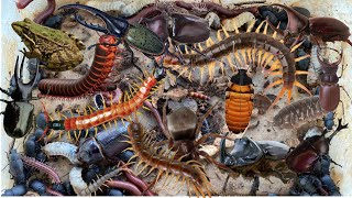 Found Centipedes,Beetles,and many tiny creatures hiding everywhere.