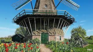 1 Hour Relaxing Windmill & Tulips Loop 🌷 | Ambient Study Music for Focus & Classroom