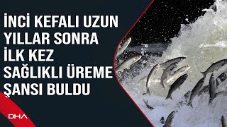 Dr. Akkuş: İnci kefali uzun yıllar sonra ilk kez sağlıklı üreme şansı buldu