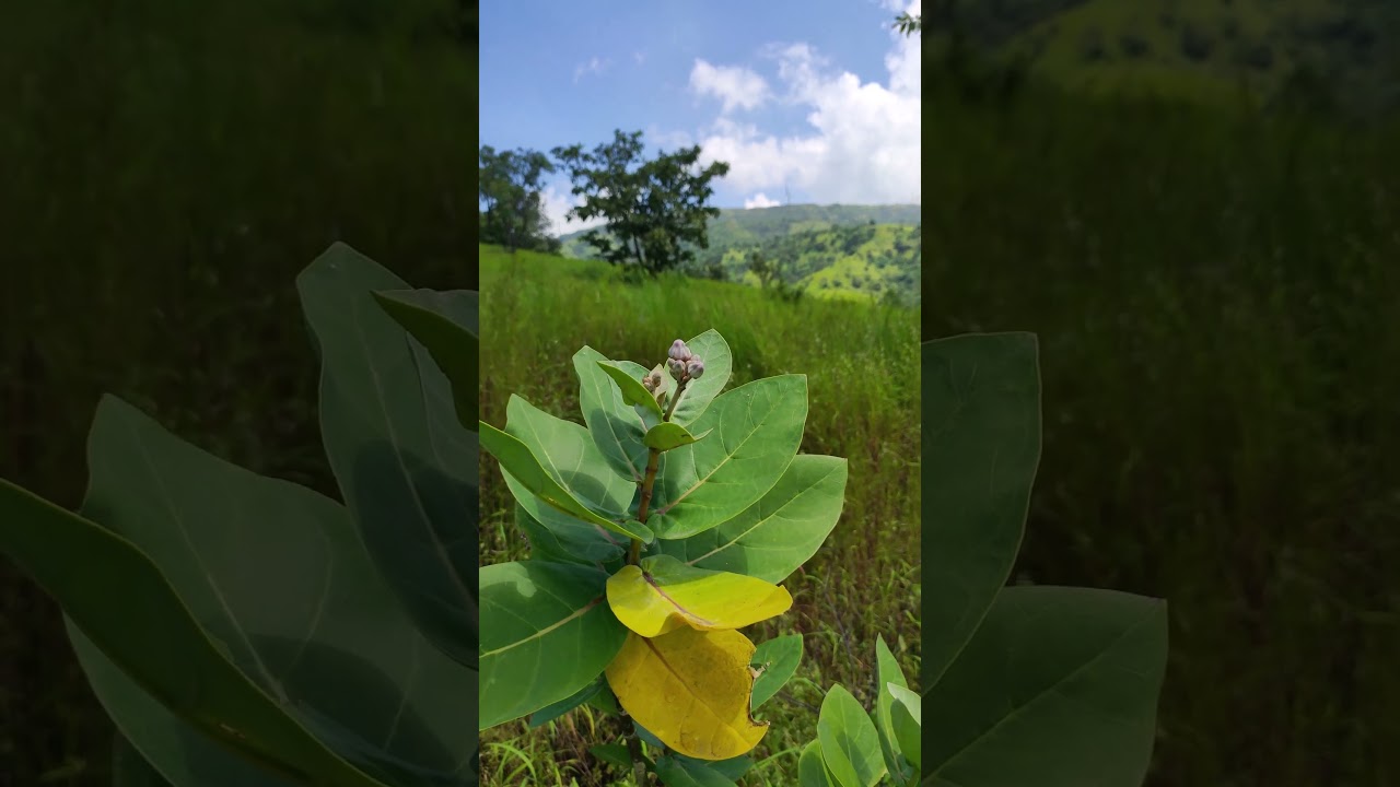 Kaas Bamnoli & Beyond | कास बामणोली परिसर  