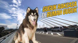 Alaskan Malamute Anjing Terbesar Mirip Serigala di Rumah Guguk. Seperti Apa Karakternya?