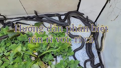 1/9/2024 || Hướng dẫn phân biệt rắn ri voi, ri cá _ Hiếu Trà Vinh 0399809324