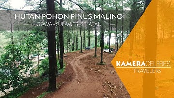 HUTAN POHON PINUS MALINO | KAMERACELEBES