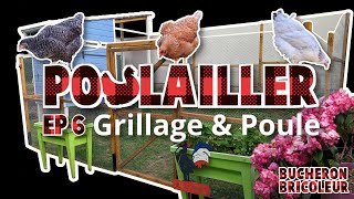 POULAILLER EP6 - Grillage et Poule