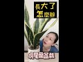 虎尾蘭盆栽長大了怎麼辦？