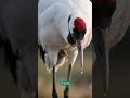 A mother crane, her precious chick and the crab #animalstories #viral #wildlife