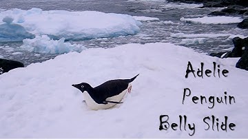 Adelie Penguin Sliding On Its Belly