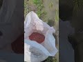 pemupukan padi pak tiwi2 umur 8 hst #sawah #paktiwi2