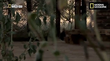 Snake fight with Honey Badger 3