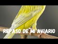 PRIMERAS CRIAS 2021 DE CANARIO / REPASO DE MI AVIARIO /CANARIO CULTURA