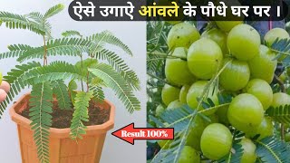 कैसे उगाए आंवले के पौधे घर पर । How to grow Amla plant from seeds .