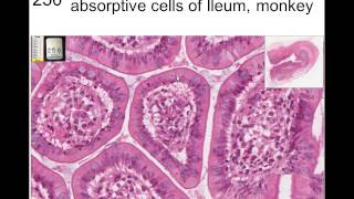 7. Epithelium and Junctions