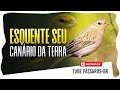 Esquente seu Canário da Terra Macho e Fêmea (Tube Pássaros)