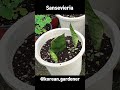 산세베리아 잎 물꽂이 하기, 난이도 &#39;하&#39;ㅣSnake Plant Propagation(Sansevieria) #shorts