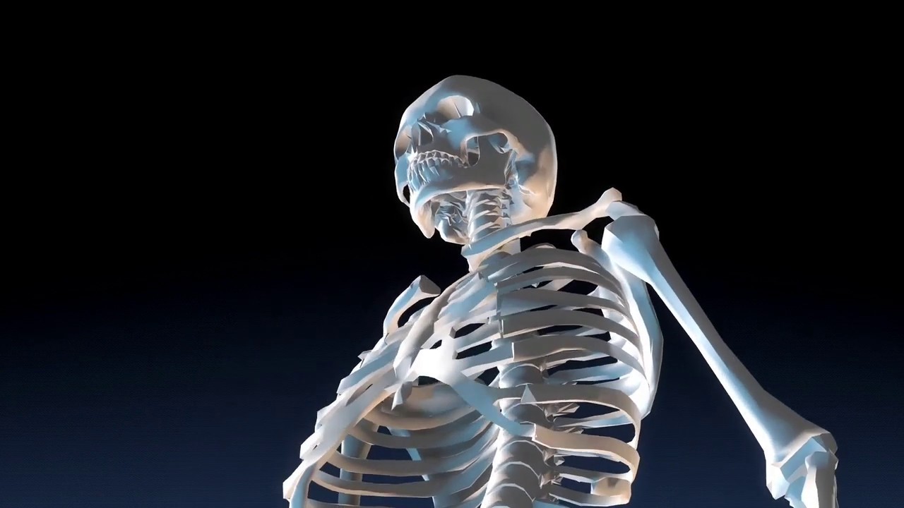 Гаряев суставы и мышцы кости. Матрица Гаряева исцеление костей сосудов мышц. Скелет человека настоящий. Матрица Гаряева кости мышцы сосуды. Матрица Гаряева костно мышечная.
