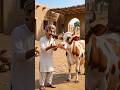 Rani Sayani ka attitude 🤣 #funnycow #comedyshorts #aicomedy #pakistanicomedy #youtubeshorts