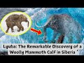 Lyuba The Remarkable Discovery Of A Woolly Mammoth Calf In Siberia Lyuba The Remarkable Discovery Of A Woolly Mammoth Calf In Siberia