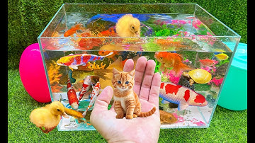 Bắt Các Con Vật Dễ Thương, Cua rùa, Mèo Con, Cá Koi, Cá Trê, Vịt Con, Bắt Cá Sấu Tinh Nghịch, Cá Trê