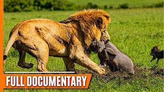 The King vs The Clan: Lions Take on a Massive Hyena Army | Full Documentary