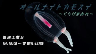 オールナイトカモスイ　～くらげまみれ～ #200　サルシアクラゲモドキ