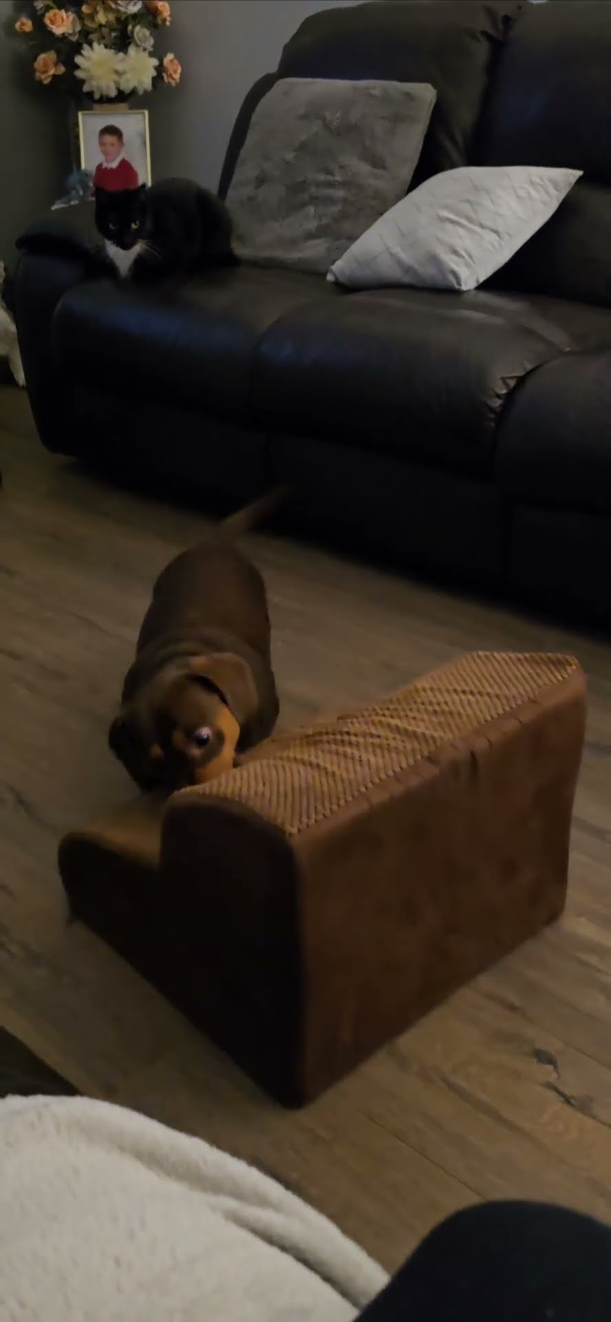 Clever Sausage Dog Moves His Steps Around to Climb Onto Sofa