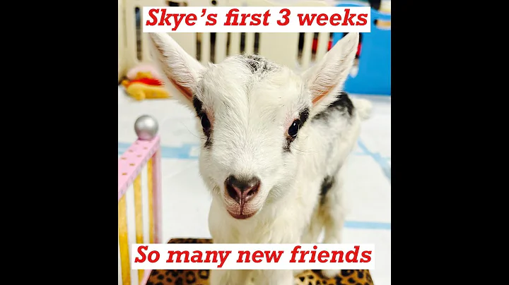 Skyes first three weeks meeting new friends!