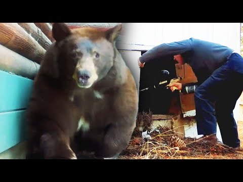 Man Armed With Paintball Gun Evicts Massive Bear