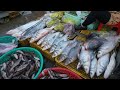 Compilation Fish Market in The Phnom Penh - Early Morning Fish Market Scenes