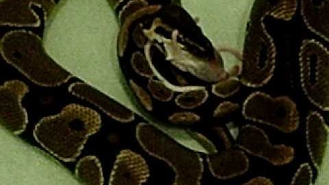 Ball Python- Feeding! (Frozen Thawed, Part 2)