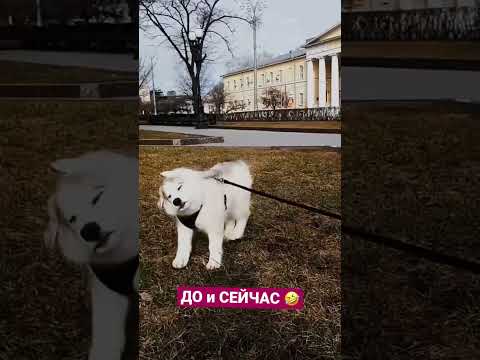 Instagram: Izotov.Allex Юмор Shorts Husky